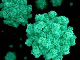 Vedci objevují klíc k rustu noroviru v lidských bunkách