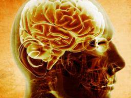 Wissenschaftler finden Hinweise, wie das Gehirn Ablenkungen ausfiltert