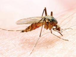 Wissenschaftler finden Treiber von Malaria Wachstum in Moskitos