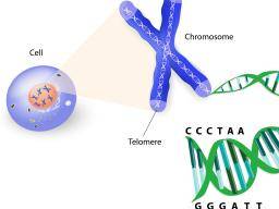 Wissenschaftler finden Weg, um die Länge der menschlichen Telomere zu erhöhen