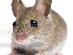 Wissenschaftler wachsen voll funktionsfähigen Thymus in Mäusen von Grund auf neu