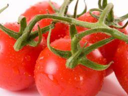 Die Wissenschaftler bauen mit Tomaten industrielle Mengen an Rotwein an
