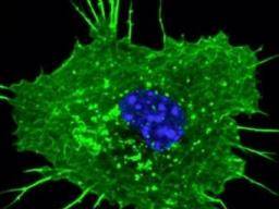 Wissenschaftler identifizieren Schlüsselprotein in der Immunantwort auf Allergien und Würmer