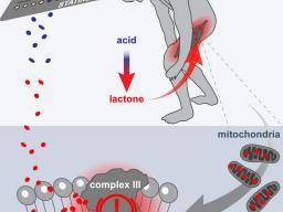 Mokslininkai nustato statiku sukelto raumenu silpnumo mechanizma