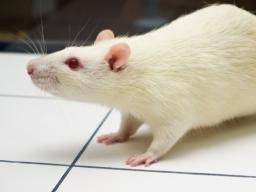 Wissenschaftler inaktivieren und reaktivieren Erinnerungen an Ratten mit Licht