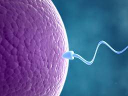 Wissenschaftler kartieren die Genaktivität der ersten Tage des menschlichen Embryos