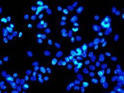 Vedci obnovují lidské kmenové bunky v "významném milníku" v medicíne