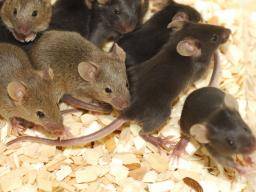Les scientifiques renversent les émotions associées aux souvenirs chez la souris
