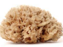 Lécivá látka získaná z morských houb by mohla prodlouzit zivotnost pacientu s rakovinou prsu