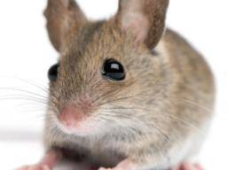 Durchsichtige Mäuse können die Diagnose, Behandlung von menschlichen Krankheiten verbessern