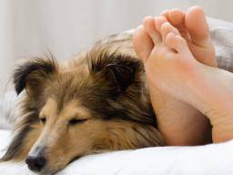 Ein Bett mit Ihrem Haustier zu teilen könnte Ihnen beim Schlafen helfen