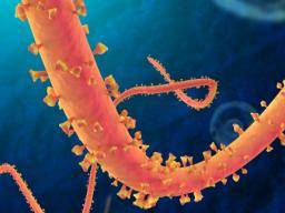 Des chercheurs sierra-léonais appellent à des améliorations de la surveillance sanitaire pour lutter contre la crise d'Ebola