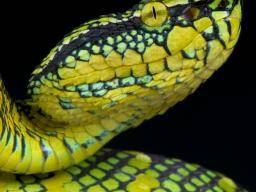 Schlangengift könnte zu einer sichereren Verhinderung von Blutgerinnseln führen