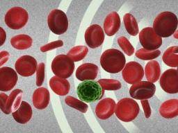 Schallwellen trennen Tumor- und Blutzellen