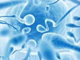Spermie vytvorená z kmenových bunek nabízí nadeji v prípadech muzské neplodnosti