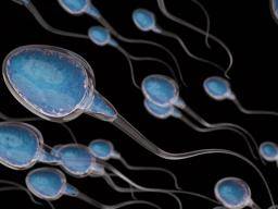 Spermos morfologija: testai ir rezultatai