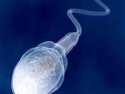 Prepnutí spermatu by mohlo vést k nové lécbe plodnosti