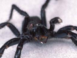 Spinnengiftpeptid könnte Schlaganfall-induzierte Hirnschäden verhindern