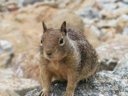Les écureuils et le traitement de l'AVC: quel est le lien?
