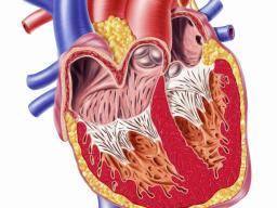 Pouzívání statinu pred operací srdce snizuje komplikace
