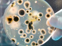 Studie zduraznuje globální sírení antibioticky rezistentního týfusu