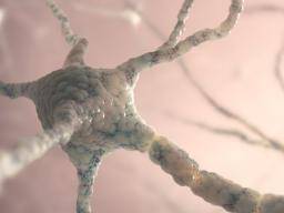Studie poskytuje nový pohled na formování nervového systému