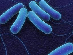 Studie zeigt, wie Bakterien Antibiotika vermeiden können