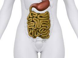Une étude révèle comment le C. difficile perturbe l'intestin