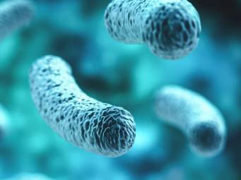 Une étude montre comment les bactéries intestinales peuvent déclencher la SEP