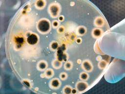 Studium rezistence vuci lékum v pudních bakteriích muze pomáhat porazit superbugy