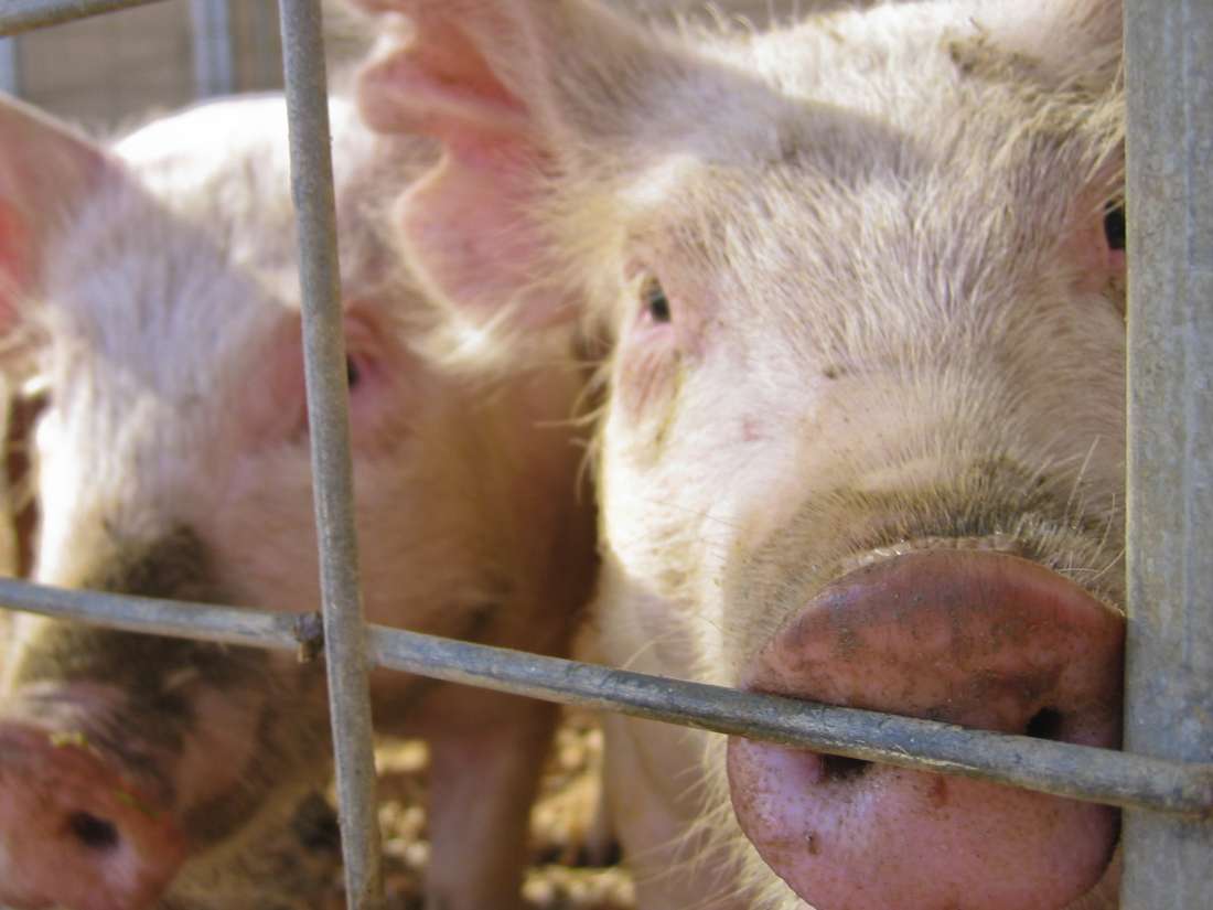 Schweinegrippe und Landwirtschaftsmessen, CDC Issue Vorsorge