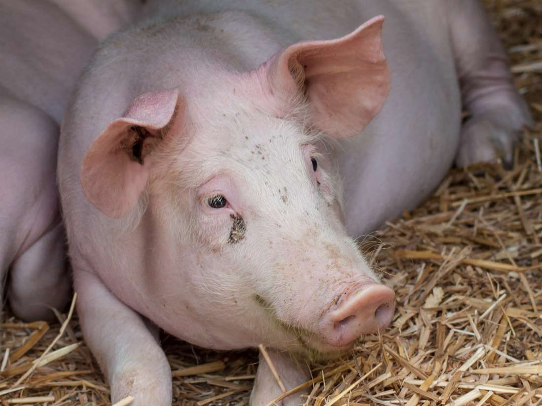 Schweinegrippe-Todesfälle im Jahr 2009 Topped Quarter Million, Study