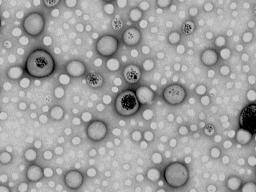 Syntetické imunitní bunky: mozné resení antibiotické rezistence?