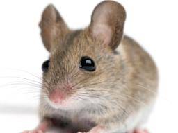Die Maus: der beste Freund des Wissenschaftlers