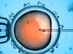 Embryonen mit drei Elternteilen in Großbritannien zugelassen