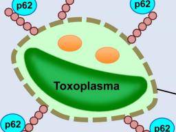 Toxoplasma vakcína se blízí novému zjistení molekuly bunky