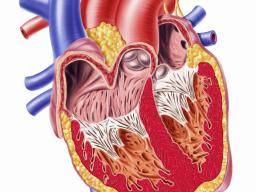 Lécba srdecního selhání pomocí náplasti svalových kmenových bunek