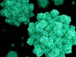 Le virus de la grippe Ebola est prometteur contre le norovirus