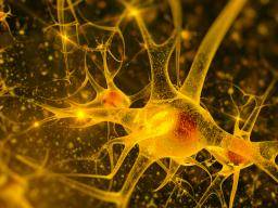Zwei bestehende Medikamente stoppen die Neurodegeneration bei Mäusen