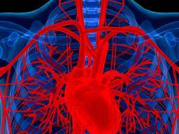 Zwei potenzielle Biomarker für schwere Herzerkrankungen bei Insulinresistenz gefunden