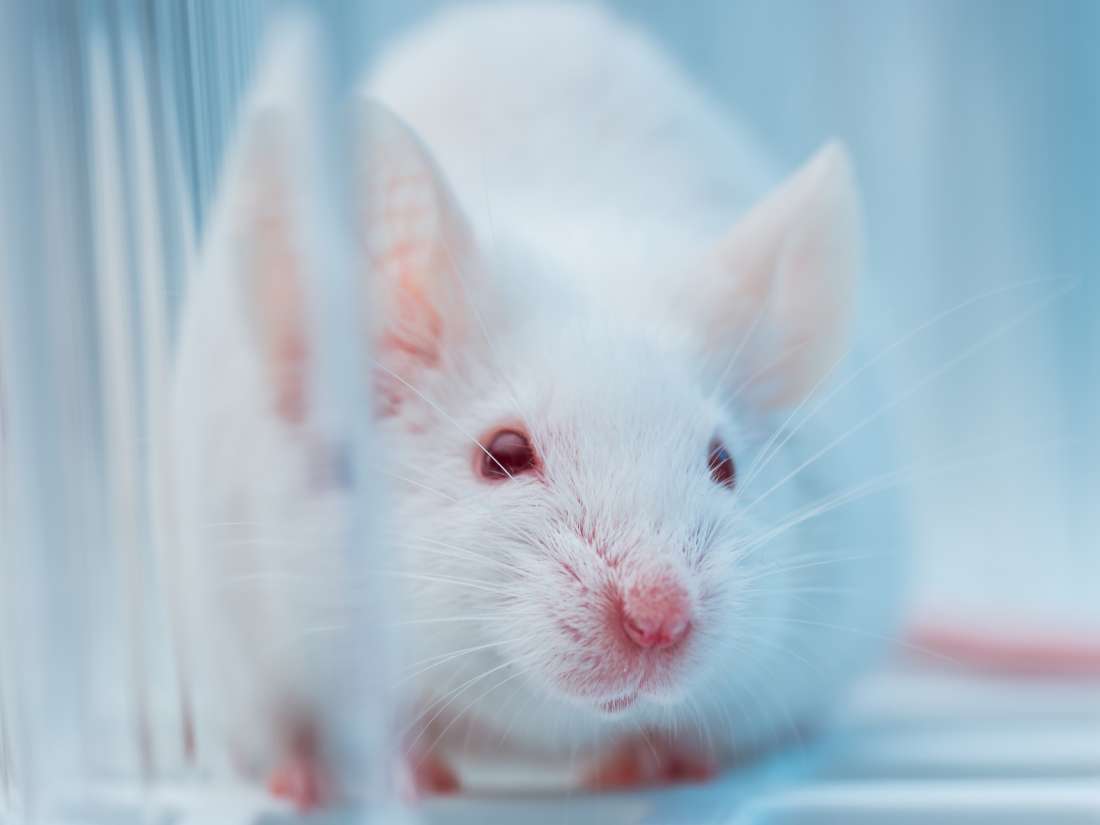 Typ-1-Diabetes geheilt in Mäusen mit Gentherapie