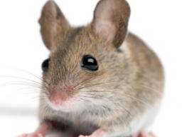 Diabetes tipo 1 "revertida" en ratones