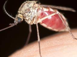Le vaccin universel contre la dengue se rapproche avec la découverte d'anticorps