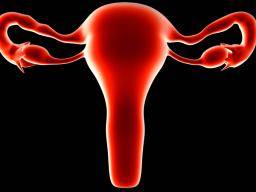 Transplantation de l'utérus: la première intervention aux États-Unis échoue en raison de complications