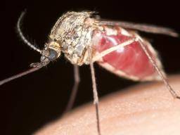 Virus-based Malaria-Impfstoff zeigt Versprechen in einem frühen Versuch