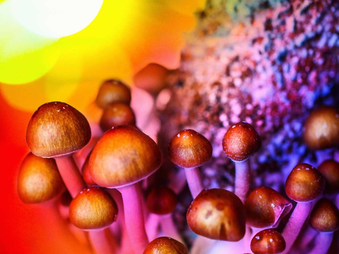 Que sont les champignons magiques et la psilocybine?