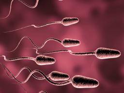 ¿Cuáles son las mejores formas de aumentar el conteo de esperma?