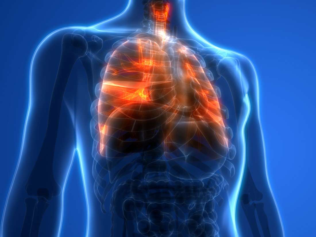 Was machen die Lungen und wie funktionieren sie?