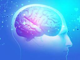 Quelle est la fonction de l'hypothalamus?