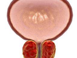 Quelle est la glande de la prostate?